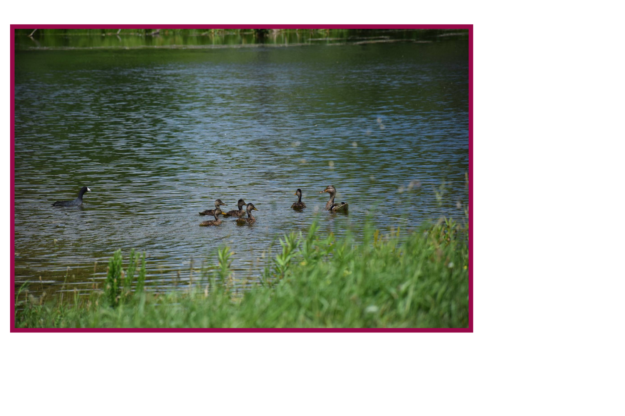 Geese in Pond